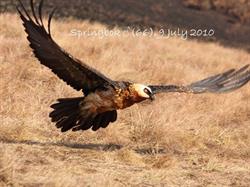 Ezemvelo KZN Wildlife