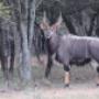 Nyala