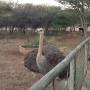 Ostrich