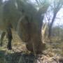 Warthog