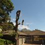 Removal of Dead Oak