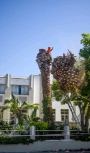 Palm Tree 2