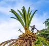 Palm Tree