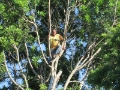 Tree Felling Care
