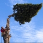 Tree Felling Melvin