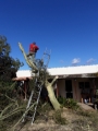 Tree Felling