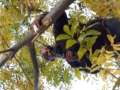 Tree Surgery