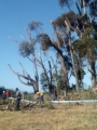 Tree Trimming