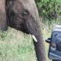 Game drives in the Kruger National Park