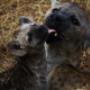 Hyena in the Park