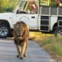 Game drives