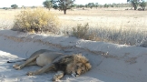 Kgalagadi Transfrontier Park