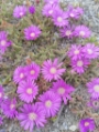 Namaqualand