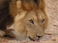 South Africa