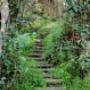 Forest walks