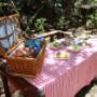 Picnic in the forest