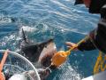 SHARK CAGE DIVING DAY TOURS