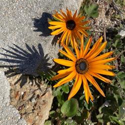 Hermanus Backpackers and Budget Accommodation