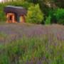 Honeymoon Huts