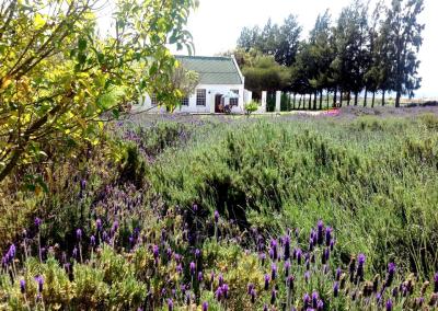 Reeds-Country-Lodge