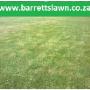 Lawn