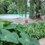 Garden and Pool