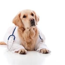 Germiston Veterinary Hospital