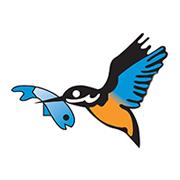 The Kingfisher