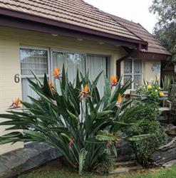 Strelitzia Gastehuis