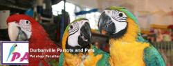 Durbanville Parrots and Pets