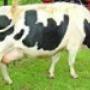 Uploaded by visitor on 2017/07/06 - Animal Feeds