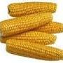 Uploaded by visitor on 2017/07/06 - Maize & chop