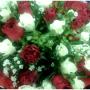 Red - or Red and White Roses