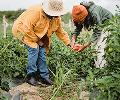 Agribusiness Programmes