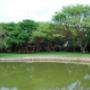 Lawn Area