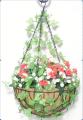 Hanging Baskets