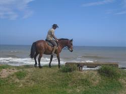 Horseback Beach Adventures