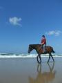Snacks and Swim with the Horses Beach & Bush Ride