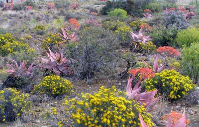 Karoo-View-Cottages