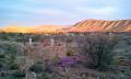 Calling all Bird Lovers Karoo View Cottages Prince Albert