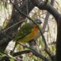 Grey Headed Bush Shrike