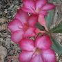 Impala Lily