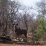 Kudu