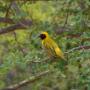 Masked Weaver