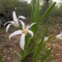 Monkey Tail Flower