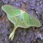 Moon Moth