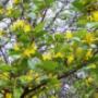 Wild Mango Blossom