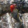 Woodpecker