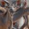 Kudus-at-a-waterhole-