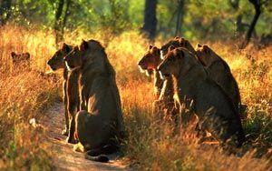 South-Africa